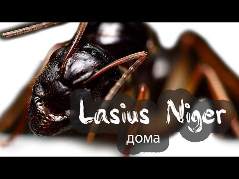 Видео: Lasius Niger дома? Как содержать? Чем кормить?