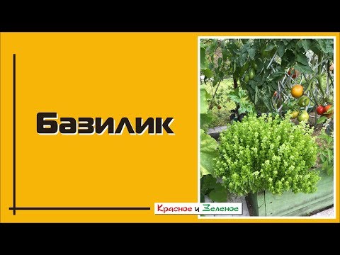 Видео: Базилик. Выбираем сорт. Палитра вкусов и ароматов.