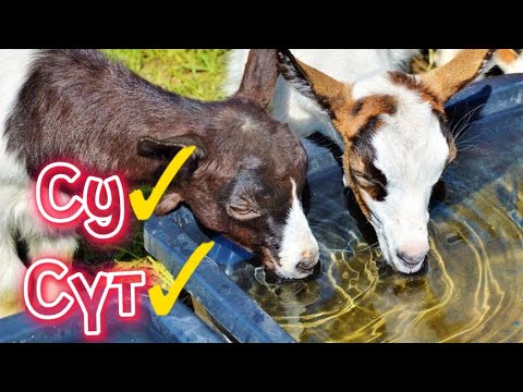 Видео: Көп сүт алу үшін суды қанша беру керек? Зоотехник мамандардың құпиясы? Сүтті сиыр, goats drink water