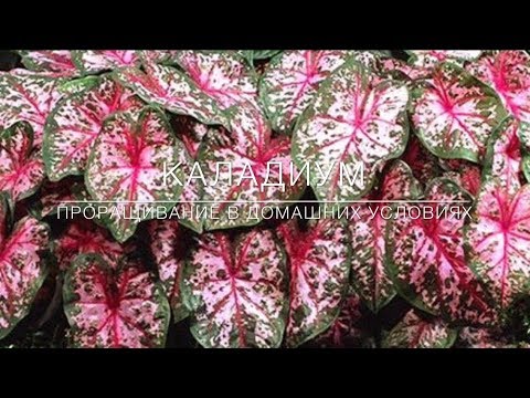 Видео: КАЛАДИУМ. Как Правильно Прорастить Спящие Клубни ?