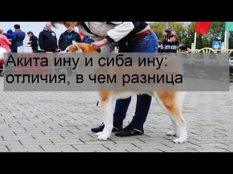 Видео: Акита ину и сиба ину: отличия, в чем разница