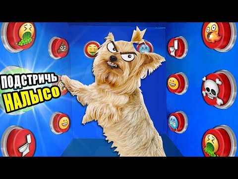 Видео: ЗЛОЙ ПЁС УПРАВЛЯЕТ МОИМ ДНЁМ С ПОМОЩЬЮ КНОПОК * 100 КНОПОК ЧЕЛЛЕНДЖ *