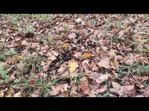 Видео: ТЦК!!! ЛОМАЮТ ДВЕРИ!!!!ШОК