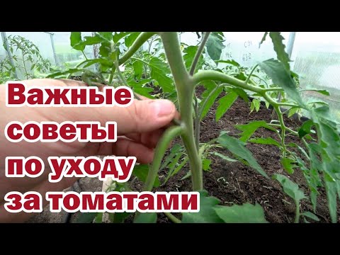 Видео: Томаты. Пускаем второй ствол, удаляем пасынки и подвязываем "скользящей петлей"