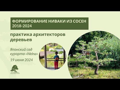 Видео: Формирование ниваки из сосны в парке курорта Welna