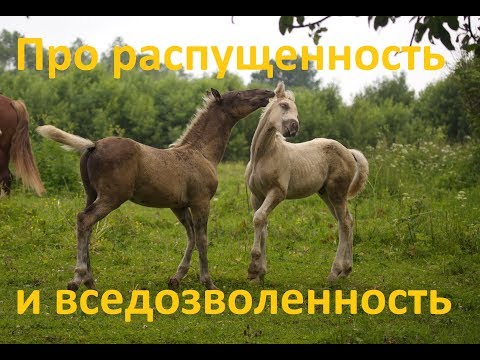Видео: О детской распущенности и вседозволенности у лошадей.
