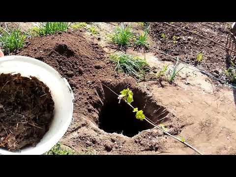Видео: Замена взрослого виноградного куста саженцем.