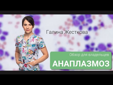 Видео: Анаплазмоз