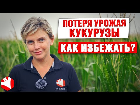 Видео: Фосфор в питании кукурузы: признаки недостатка и избытка  | Растениеводство | Культиватор