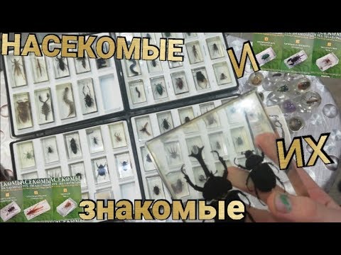 Видео: Коллекция насекомых в стекле. Насекомые и их знакомые