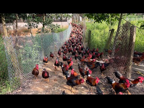 Видео: Секреты выращивания здоровых кур с помощью травяных средств и органических кормов!