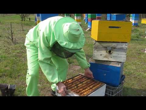 Видео: 35 дней работы МАТКИ после ИЗОЛЯЦИИ. Гнездо в разборе. 10.04.2020г.