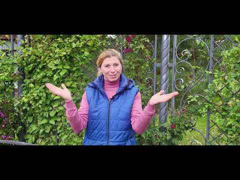 Видео: Осенний сад!  РОЗЫ, ГОРТЕНЗИИ и КЛЕМАТИСЫ. Как и когда обрезать на зиму?