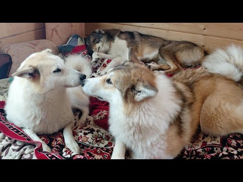 Видео: Вкусняшки/Витаминки/Рыбки/Кашки/