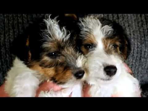 Видео: Fox Terriers - Mini & Maxi Фокстерьеры.