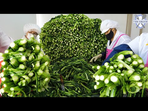 Видео: Невероятное корейское специальное кимчи! Массовое производство трав гат кимчи