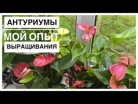 Видео: Антуриумы | Уход, грунт, удобрения | Будни цветовода | 14.07.2022г.