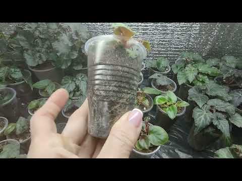 Видео: Обязательно сделайте так для сеянцев бегоний после пикировки. Бегония растет быстро как на дрожжах.