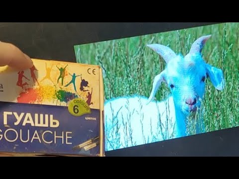 Видео: Эфир Наброски Животных Гуашь Самоизоляция