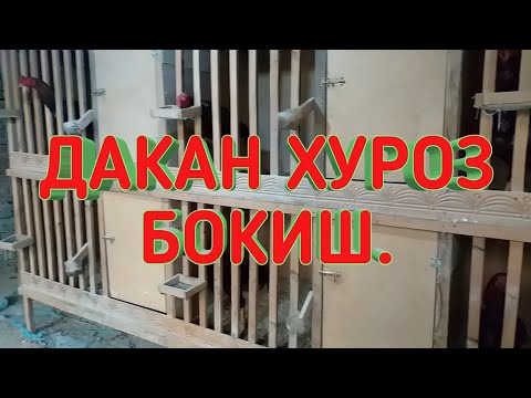 Видео: ДАКАН ХУРОЗ БОКИШ.