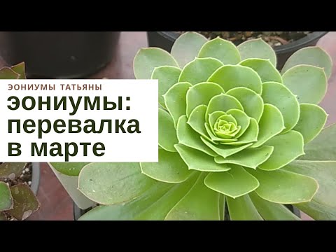 Видео: Перевалка эониумов в марте / Aeonium transplantation in March