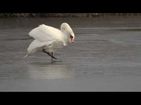 Видео: Лебеді : Від посадки на кригу, до осені.  Swans: From landing on the ice to autumn