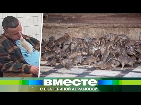 Видео: Полчища зараженных крыс захватили Нью-Йорк и другие города. Угроза новой пандемии по всему миру