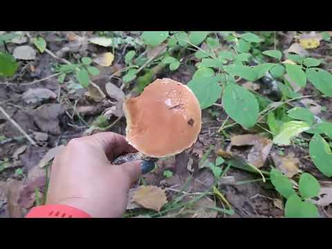 Видео: Лес из красных грибов😊