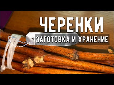 Видео: Заготовка и хранение виноградной лозы / Черенки винограда