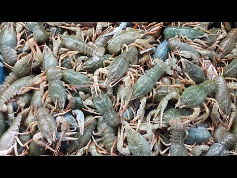 Видео: Проект мини УЗВ для разведения австралийского рака в домашних условиях