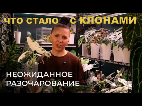 Видео: Как ВМЕСТО растения за 5.000₽ ПОЛУЧИЛОСЬ растение за 500₽🤷🏻‍♀️/ клоны СПУСТЯ 4 МЕСЯЦА после высадки
