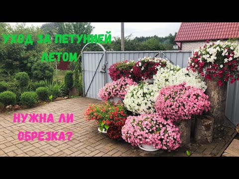 Видео: Уход за петуниями летом. Нужна ли обрезка?