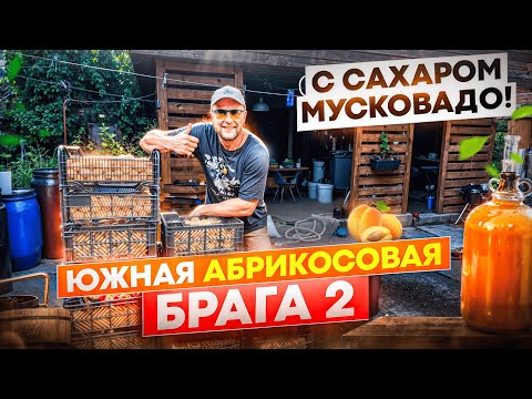 Видео: Не повторяйте мою ошибку! Почему узбекские абрикосы – не лучший выбор для браги