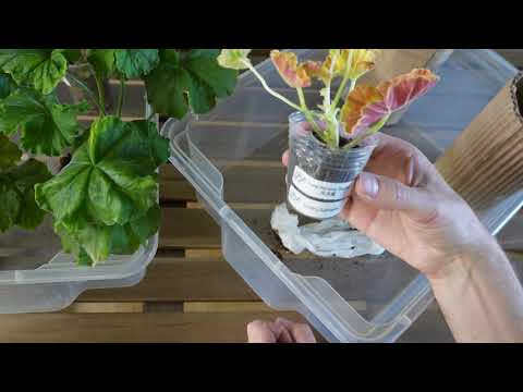 Видео: #11. Распаковка посылки с пеларгониями новых сортов Эрик. 16 июня 2024.