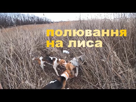 Видео: ПОЛЮВАННЯ НА ЛИСА З ГОНЧИМИ СОБАКАМИ