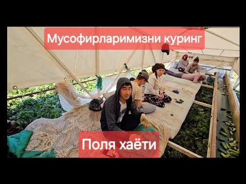 Видео: Волгоград поля хаёти #xorazm #toshkent #andijon #sirdaryo #qashqadaryo #surxondaryo #fargona