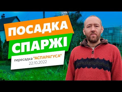 Видео: Посадка / пересадка спаржі (аспарагус). Як ми пересаджували спаржу