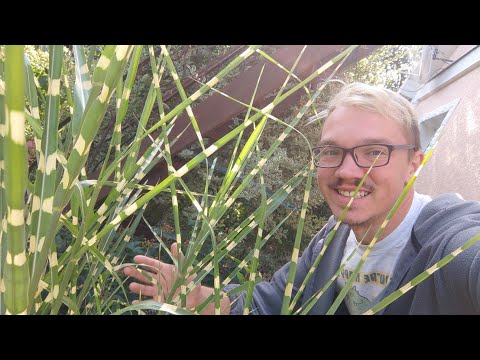 Видео: Смугасті міскантуси в моєму саду