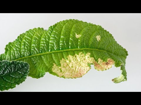 Видео: Обесцвеченные  пятна на листьях. Переувлажнение. Причины и способы профилактики.