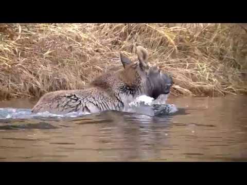 Видео: Ямозеро. 1 часть 2019 год.