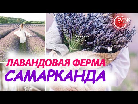 Видео: Лавандовая ферма Самарканда / ландшафт уз