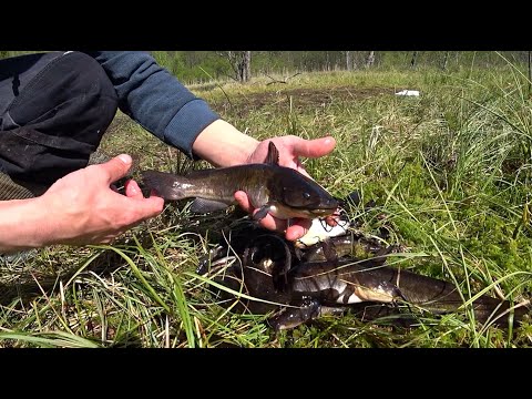 Видео: ОТЛИЧНЫЙ КЛЕВ АМЕРИКАНСКОГО СОМИКА. Что нужно ЗНАТЬ о этой рыбе.