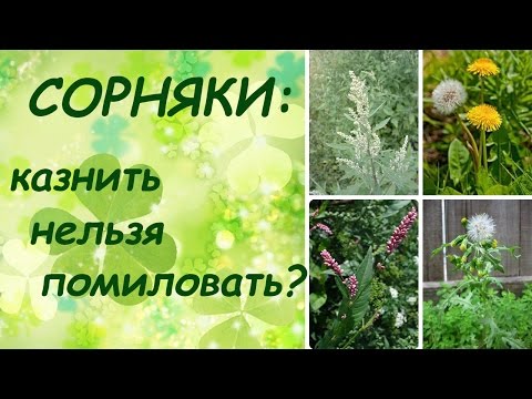 Видео: Сорняки. Казнить нельзя помиловать? (перезалив)