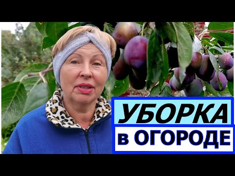 Видео: Погода ужас и пора убираться в ОГОРОДЕ. Тыквы, Томаты, Прецы в горшках все просятся в тепло