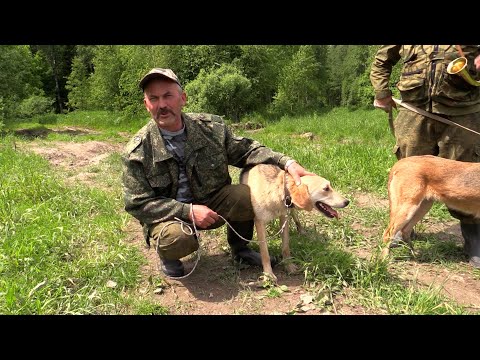 Видео: Натаска гончих собак. Собака на охоте.