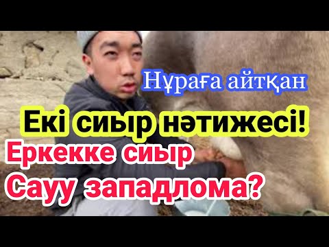 Видео: Сиырдың сүті жақсы ақша! Таудағы ағайынның тіршілігі.