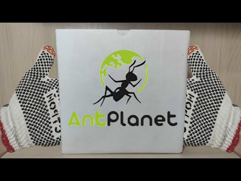 Видео: НОВАЯ МУРАВЬИНАЯ ФЕРМА!!! #1.