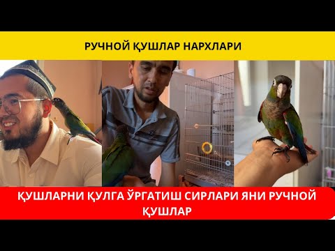 Видео: ҚУШЛАРНИ ҚАНДАЙ ҚЎЛГА ЎРГАТСА БЎЛАДИ | РУЧНОЙ ҚУШЛАР НАРХЛАРИ