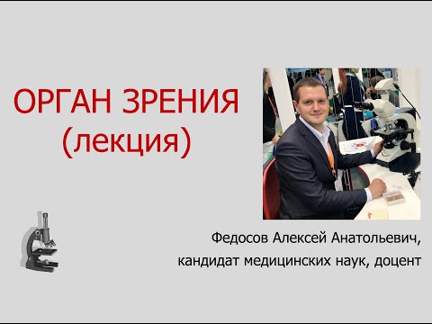 Видео: ОРГАН ЗРЕНИЯ (ЛЕКЦИЯ ПО ГИСТОЛОГИИ)
