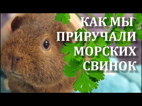 Видео: Как приручить морскую свинку. Что делать если морская свинка боится рук.